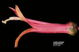 Image result for Carvalhoa campanulata