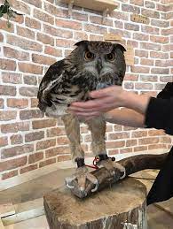 The Actual Length Of Owl Legs Will Never Stop Being Funny Owl Legs Owl Animals
