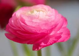 Piante simili alle querce con rose. Fiori Rosa Quali Sono I Piu Belli E Come Prendersene Cura
