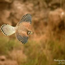 Pin On Yorkshire Wildlife Photography