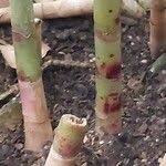 Image result for Costus dubius