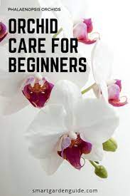 Learn All You Need To Know To Keep Your Orchids Healthy And Blooming This Houseplant Care Guide Will Tel Phalaenopsis Orchid Care Orchid Care House Plant Care