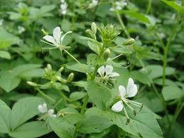 Image result for Cleome aculeata