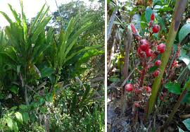 Image result for Renealmia