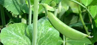 How do you Fertilise sugar snap peas?
