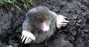 We did not find results for: How To Get Rid Of Moles In Yard Once For All Lawn Chick