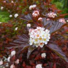 It provides a great cover for trellises and fences that is the perfect alternative to its invasive, foreign cousins. Irises Forum Irises In The Mixed Garden Combos Companion Plants Design Ideas Culture Garden Org