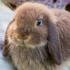 Check spelling or type a new query. Where To Get Rabbits From Pdsa
