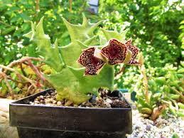 Image result for Orbea carnosa