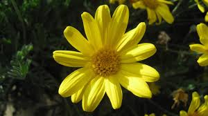 Image result for Euryops subcarnosus