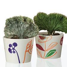 The cactus stands firm on the desert plain, juicing fluids from its desolate environment. Coral Cactus Euphorbia Lactea Cristata My Garden Life