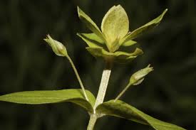 Image result for Anagallis elegantula