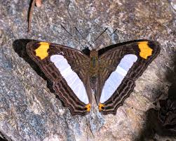 Image result for Anadelphia  trispiculata