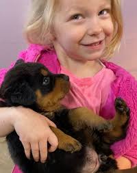 Puppies for sale with Spartan Rottweilers in Florida, United States