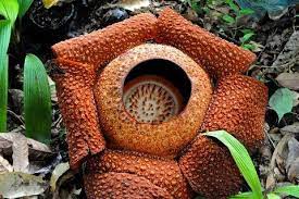 The Corpse Plant Large Flowers Corpse Flower Plants