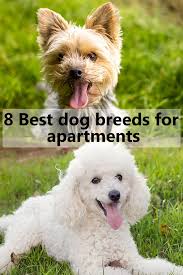 8 Best Little Dog Breeds For Apartments Dog Breeds Best Small Dogs Best Small Dog Breeds