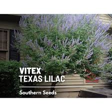 Image result for Vitex patula