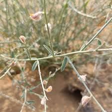 Image result for Crotalaria oocarpa