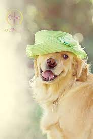 A New Hat Baby Dogs Cute Animals Cute Dogs