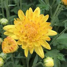 Hardy Garden Mum - Sunny Igloo