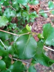 Image result for Coptosperma