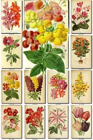 Flowers 144 Collection Of 200 Vintage Images Calceolaria Sarcopodium Burchellia Genista Botanical Pictures High Resolution Digital Flowers In 2020 Digital Flowers Vintage Images Flowers