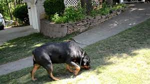 Zena Rottweiler 2 Weeks Pregnant 2012 001 Mov Youtube