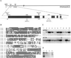 atpin4 mediates sink driven auxin
