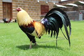 Lea aquí todas las noticias sobre gallos de pelea: Conoce Que Tipo De Navaja Para Gallos Utilizar Navajas Gutermann