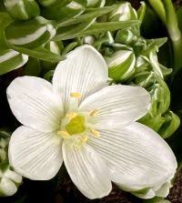 Image result for Ornithogalum seineri