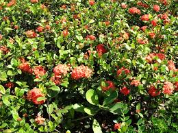 Image result for Ixora sp. A