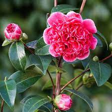 Camellia Japonica Volunteer Flowers Plants Rose
