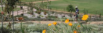 San marcos, escondido, north county (san diego area) ca florist. Welcome To The City Of San Marcos San Marcos Ca