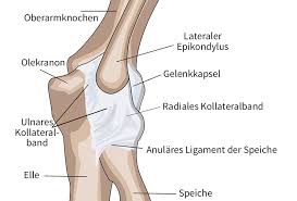 Medical fitness trainer luke brandenburg. Das Ellbogengelenk Im Yoga