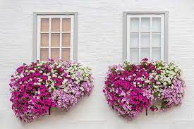 10 Best Flowers For Window Boxes In Shade Window Box Flowers Shade Flowers Flower Boxes