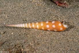 Image result for Tragia glabrata