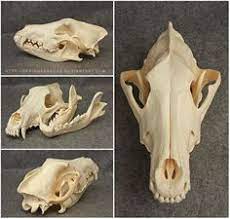 3ds max + blend c4d obj fbx gltf. 43 Dog Skull Ideas Dog Skull Skull Wolf Skull
