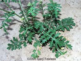 Image result for Erucastrum