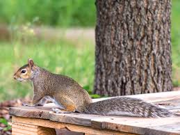 What to avoid feeding squirrels in your backyard. How To Keep Squirrels Out Of Your Garden