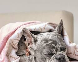 dog wrapped in a stylish blanketの画像
