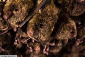 The only mammals that lay eggs are the montremes which currently consist of the platypus and 4 species of echidnas. Bat Facts A Complete Guide To Bat Characteristics Behavior Ecology