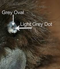 How short should a dog's nails be clipped? How To Safely Trim Your Dog S Black Nails My Brown Newfies