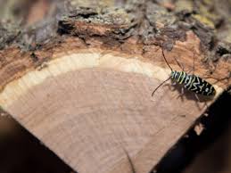 The american house spider usually lives in close proximity to humans—in closets, high corners, window frame angles, under furniture, and in garages, sheds, barns, basements, and crawlspaces. How To Manage Invasive Insects In Firewood