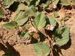 Image result for Melochia