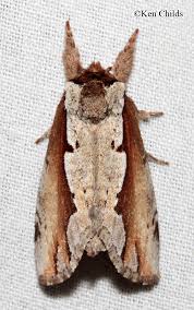 Image result for Multidentia exserta