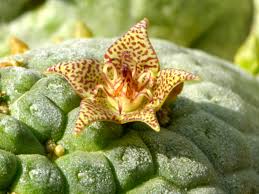 Image result for Urochloa marlothii