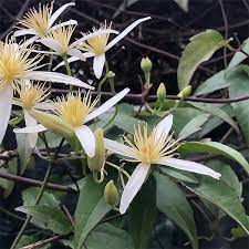 Shop our wide range of climbing plants at warehouse prices from quality brands. Clematis Aristata Australian Native Clematis Nurseriesonline