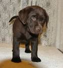 Labrador Retriever Puppies for Sale | Free Dog Listings