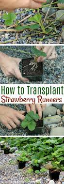 Trust me, one plant can produce more. Transplanting Strawberry Runners One Hundred Dollars A Month
