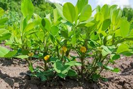 We did not find results for: Peanut Plant Growing Guide For Home Gardeners